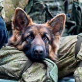 Рассказ Боевой пёс
